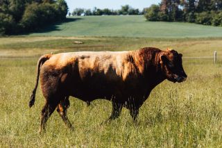 Na kvalitě nám záleží od prvního okamžiku. Proto si pečlivě vybíráme chovy, se kterými spolupracujeme – aby zvířata žila...